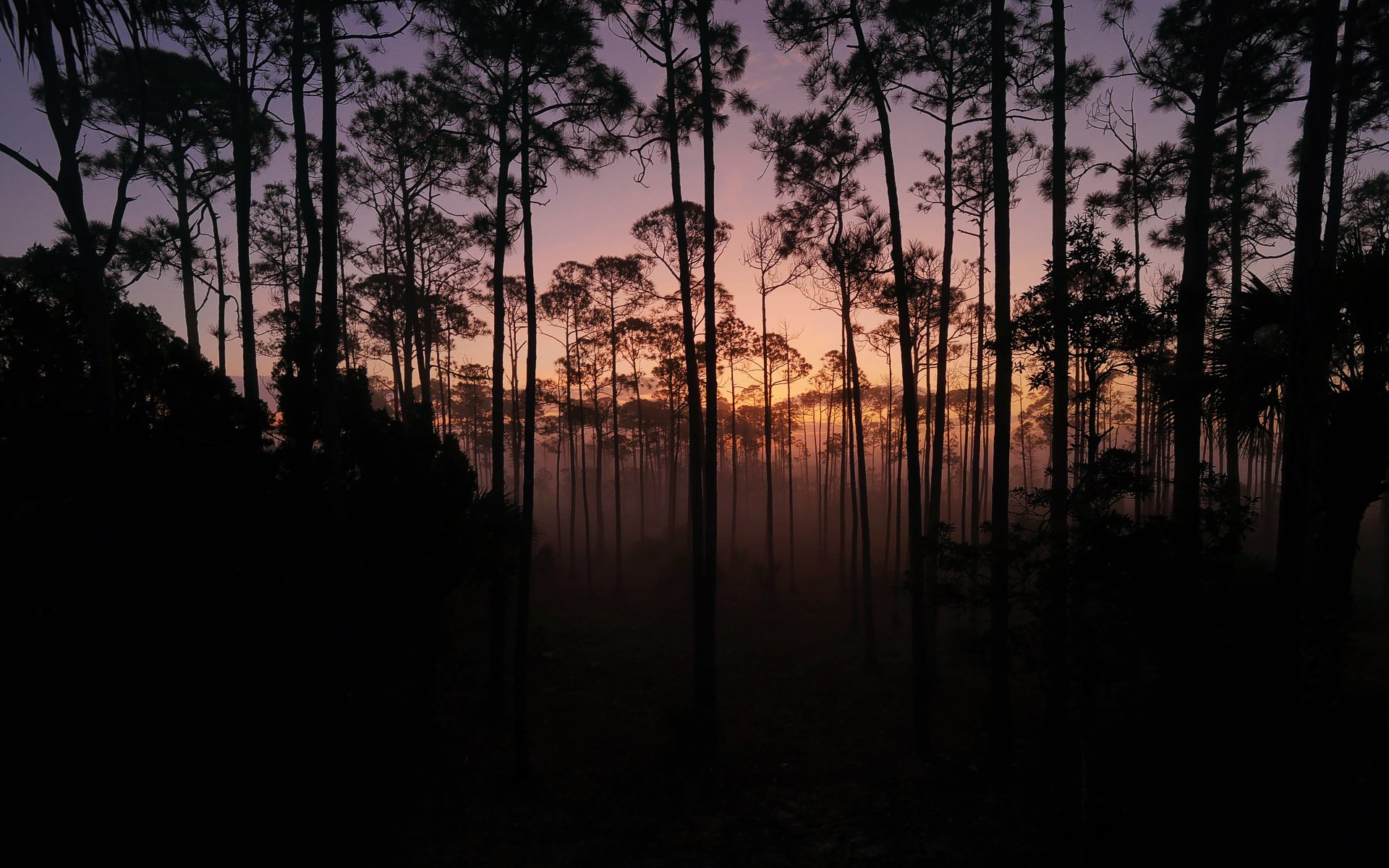 Sunrise through the pines in Simmons Bayou